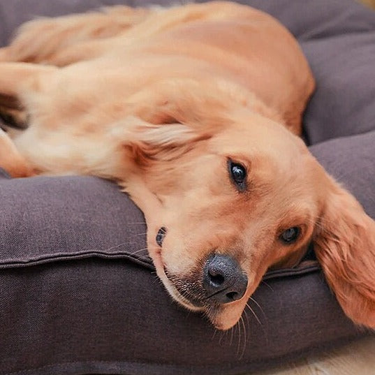 Ultra-Soft Puppy Bed – Warm